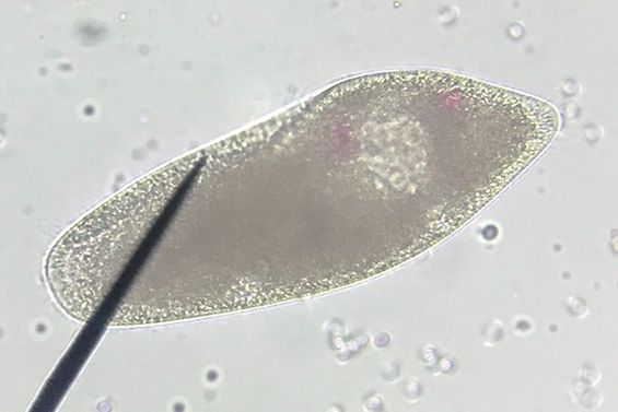 Paramecium unter dem Mikoroskop